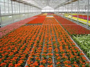 未来中国花卉行业该如何发展